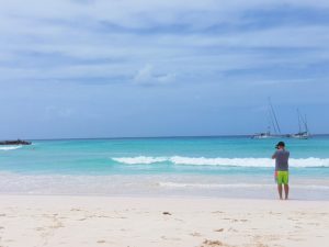 Where to swim with sea turtles in Barbados