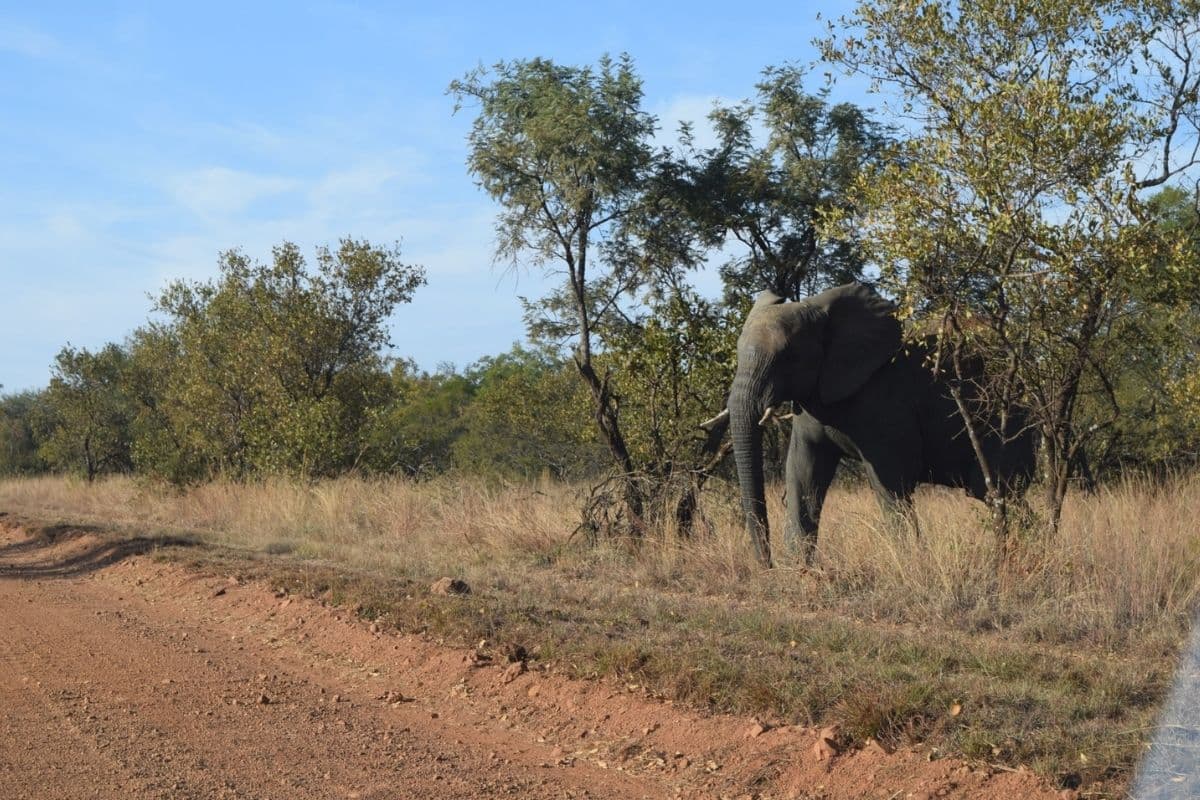 South Africa: Top 5 Activities in Johannesburg