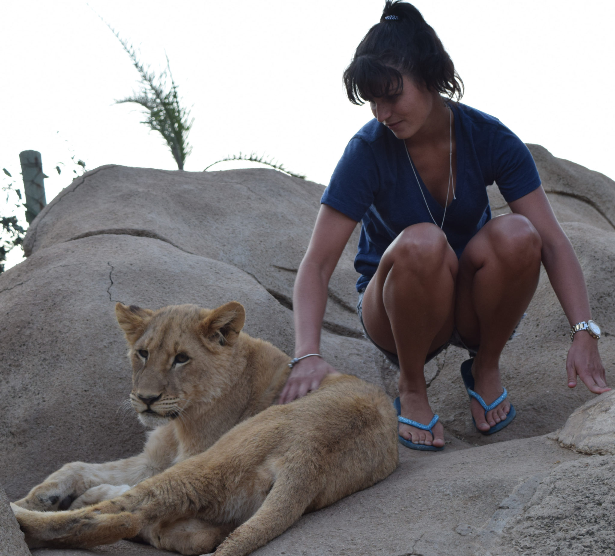 Playing with lion cubs at Johannesburg Lion Park