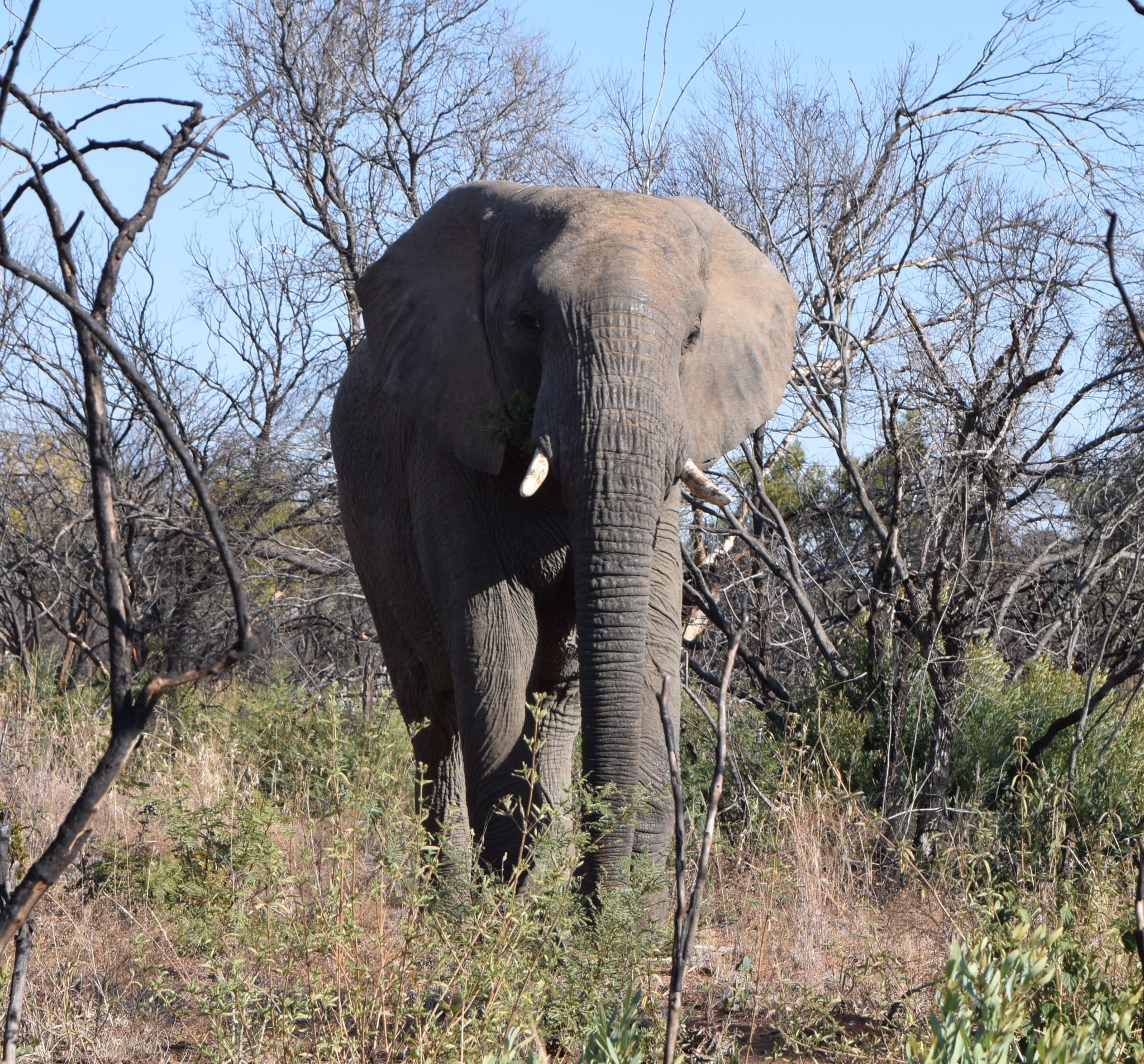 Elephant spotting in Dinokeng Game Reserve
