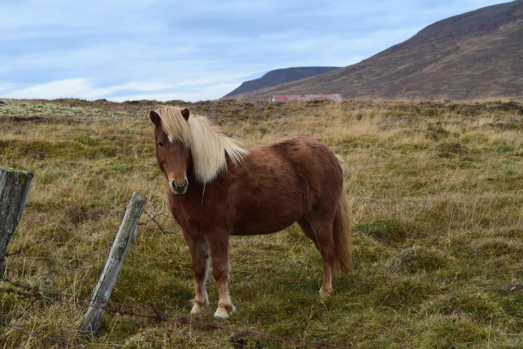 This Icelandic horse definitely knew what he was doing