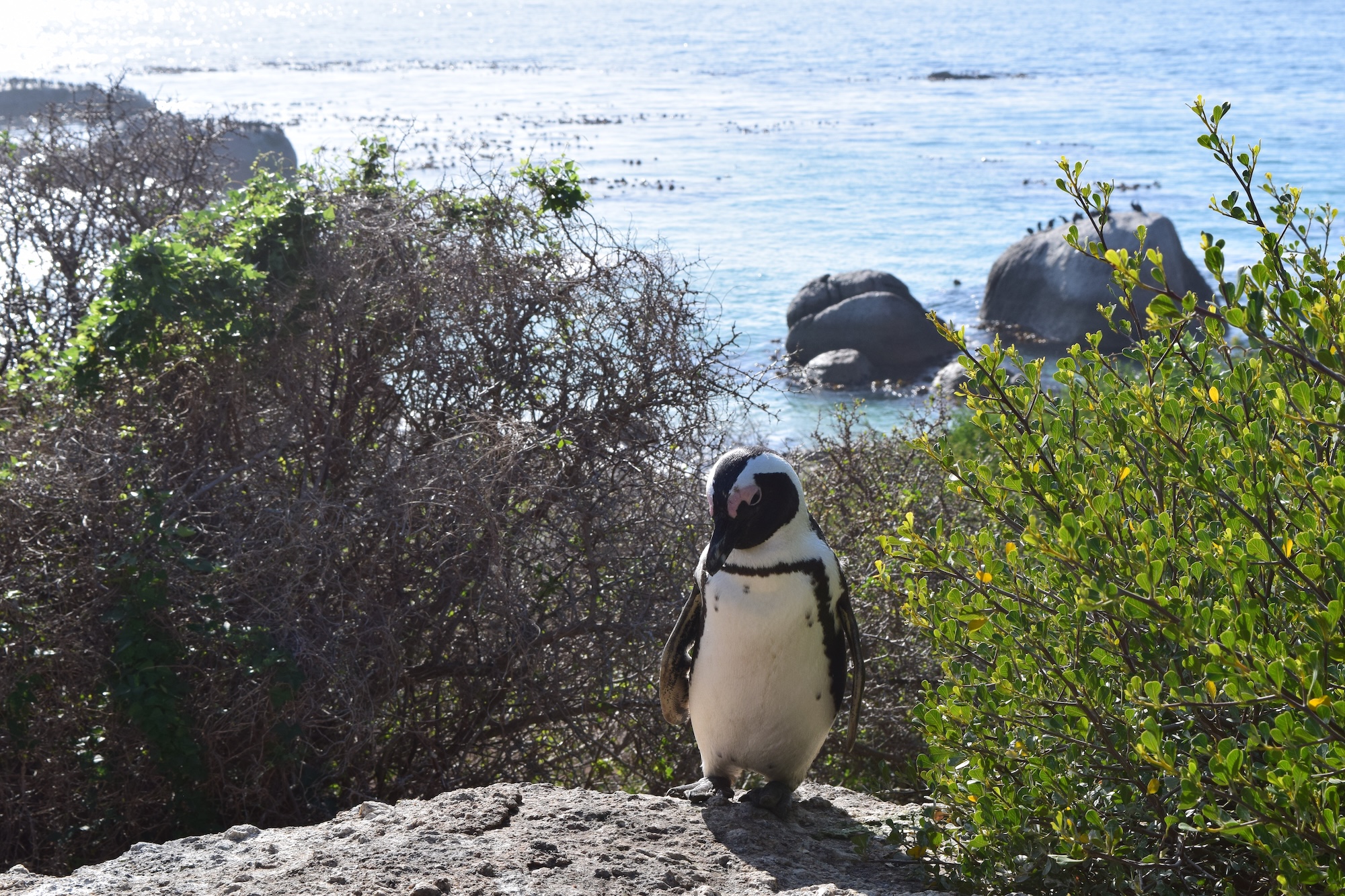 Penguins at Boulder's Beach