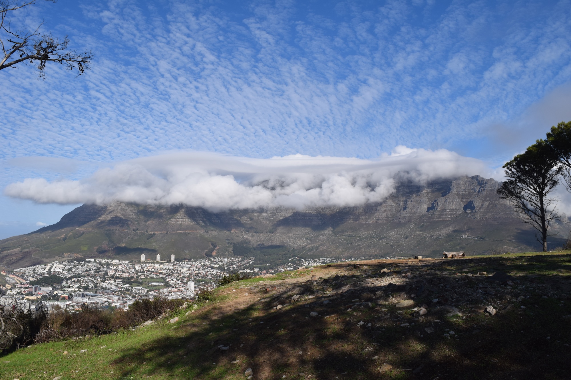 Table Mountain from Lion's Head