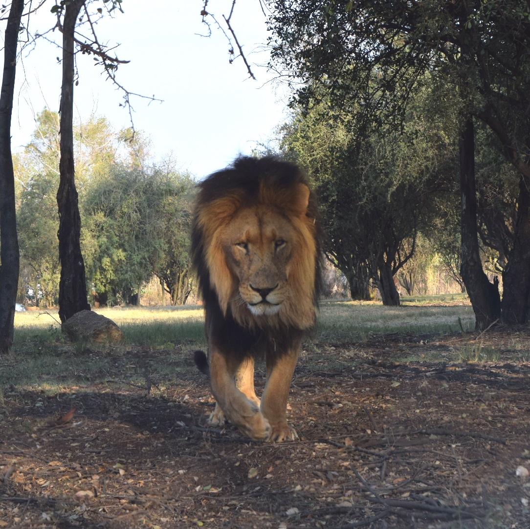 Lion at the Johannesburg Lion Park