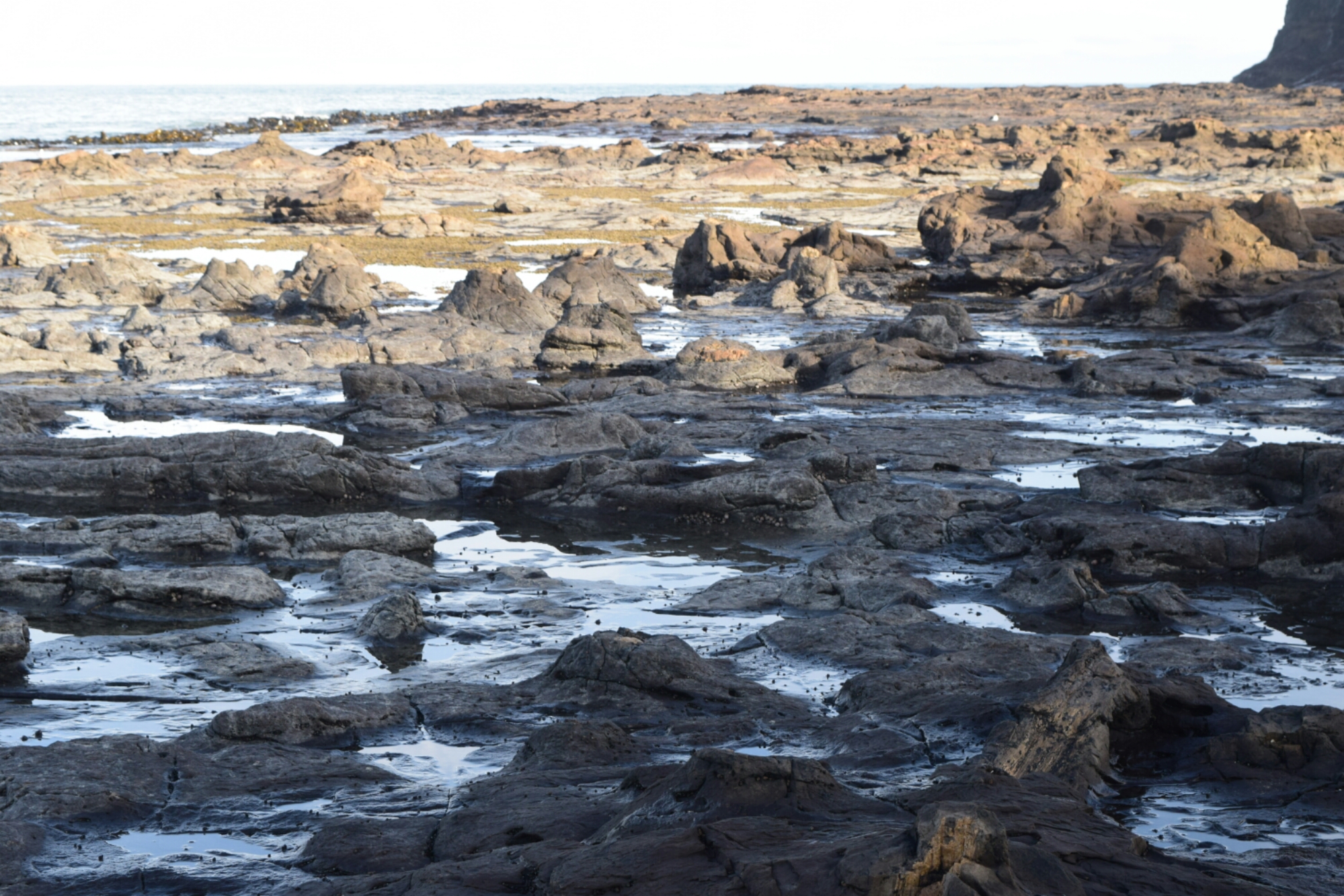 Curio Bay petrified forest, Catlins