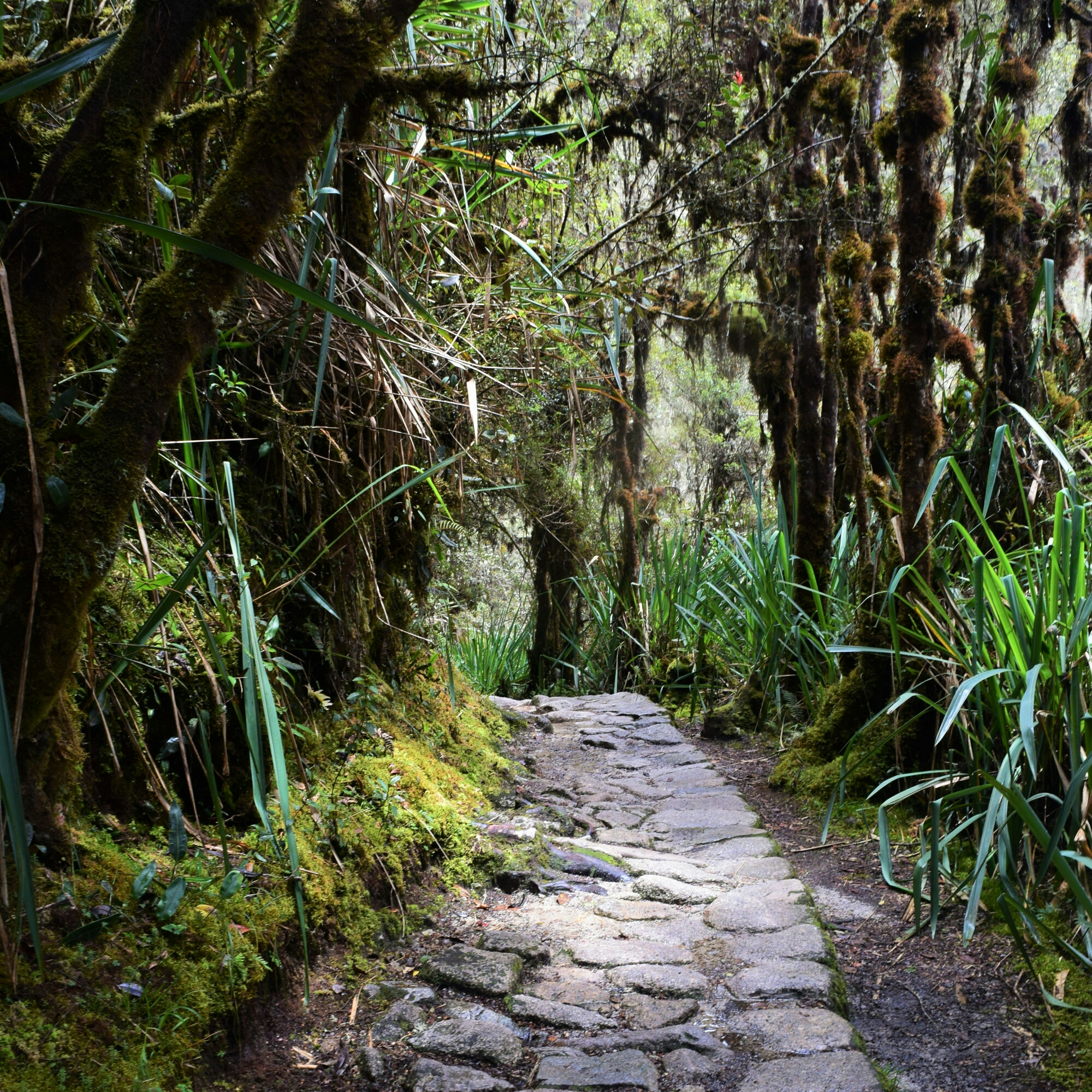 Walking in the footsteps of the Incas