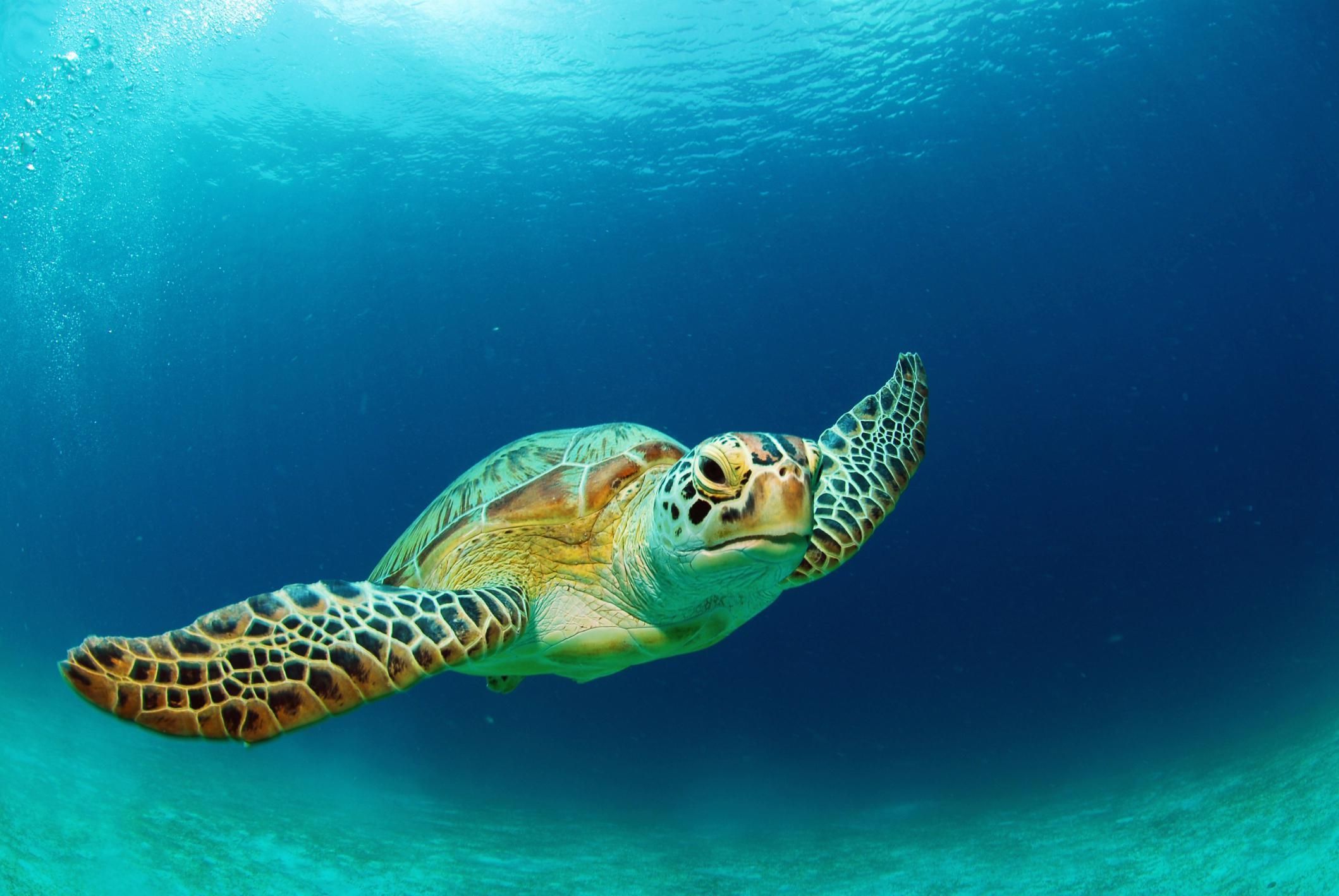 Where to Swim with Sea Turtles in Barbados - Wandering Bajans