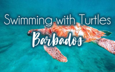 Where to Swim with Sea Turtles in Barbados
