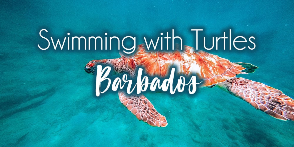 Where to Swim with Sea Turtles in Barbados — Wandering Bajans
