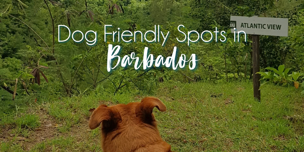 Unleash the Adventure: A Local’s Guide to Dog-Friendly Havens in Barbados