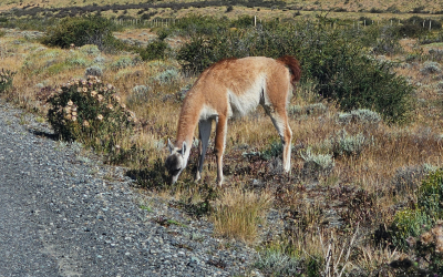Driving to Torres del Paine — Everything You Need to Know